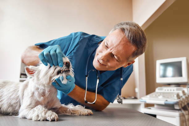 Best Emergency Tooth Extraction in Potosi, MO